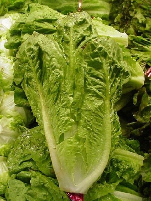 Lechuga Costina