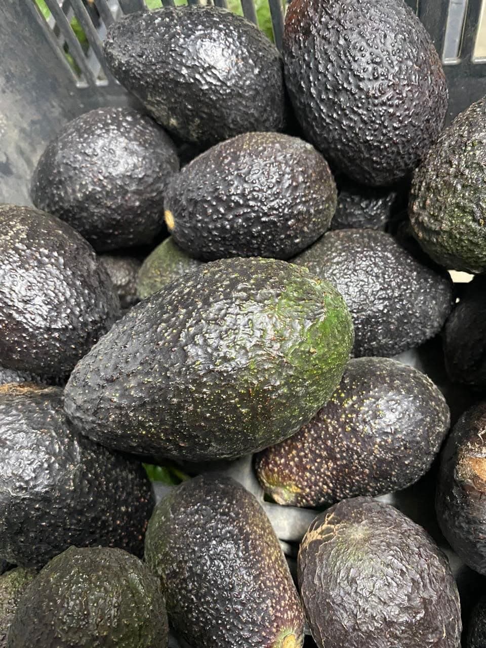 Palta Hass