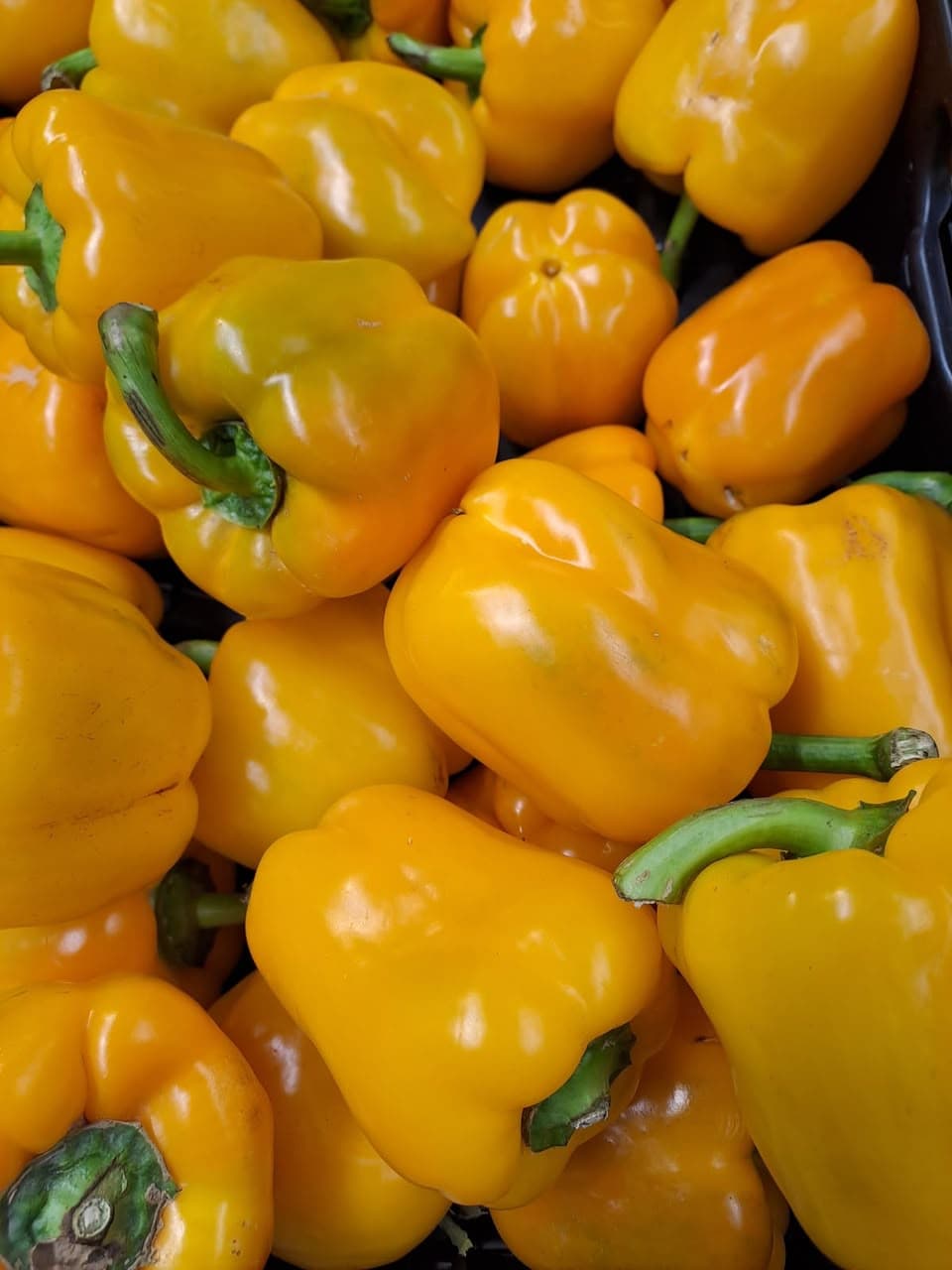 Pimentón Amarillo